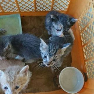 事故でお母さんを失った子猫四匹