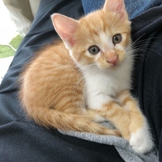 生後1か月半くらいの子猫