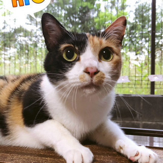 9歳三毛のあかねちゃん。