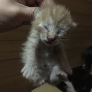 子猫の里親さん募集します。