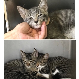 里親決定！有難うございました！箱に入れられ捨てられていた子猫3き...