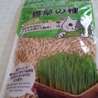 猫草の種