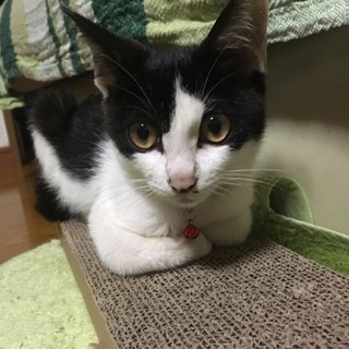 すごく人懐こい男の子です。犬とも仲良しです。