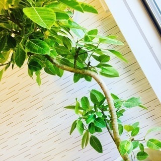 マニアック🌿観葉植物ファンの人😆💓