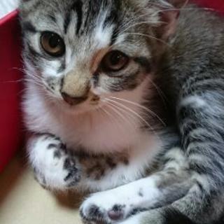 可愛がってくれるかた募集