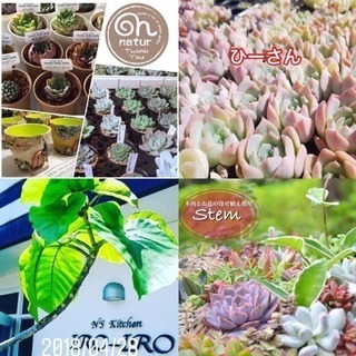 多肉植物即売会