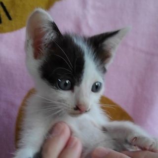 ☆8月3日生まれ☆小柄で温和☆人が大好きな甘えんぼ男の子です☆初...