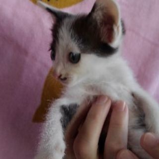 ☆8月3日生まれ☆小柄で温和☆人が大好きな甘えんぼ男の子です☆初めての方や小さいお子さんのいらっしゃるご家庭でも飼いやすい猫ちゃんだと思います − 群馬県
