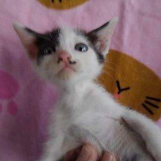 ☆8月3日生まれ☆小柄で温和☆人が大好きな甘えんぼ男の子です☆初めての方や小さいお子さんのいらっしゃるご家庭でも飼いやすい猫ちゃんだと思います - 里親募集