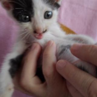 ☆8月3日生まれ☆小柄で温和☆人が大好きな甘えんぼ男の子です☆初めての方や小さいお子さんのいらっしゃるご家庭でも飼いやすい猫ちゃんだと思います - 佐波郡