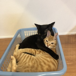 黒猫オス（コタロー）茶トラ・メス（マリン）ペアで里親様募集の画像