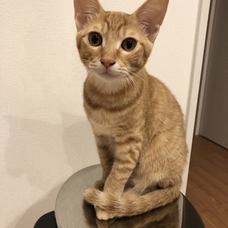 黒猫オス（コタロー）茶トラ・メス（マリン）ペアで里親様募集 − 富山県
