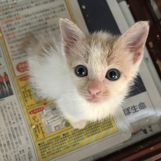 里親さん決まりました。