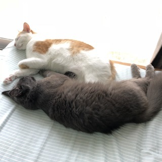 トノ（３歳♂）とクロ（１歳♂）を飼ってくれませんか？（去勢済み）