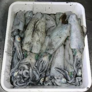 京都から日本海や大阪湾へ！バス釣りも歓迎！一緒に釣りにいきませんか？ − 京都府