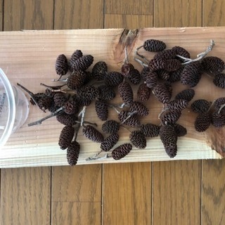 ヤシャブシの実