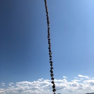 急募【短期漁業アルバイト】ホタテ養殖作業の画像