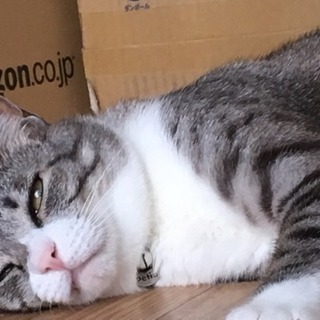 この子を可愛がって下さる、飼い主に出会えますように。 - 川口市