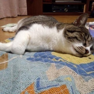 猫好き女性友達募集💓 - 新宿区