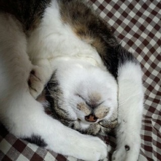猫好き女性友達募集💓 - 友達