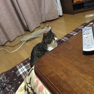 猫好き女性友達募集💓 - メンバー募集