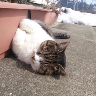 猫好き女性友達募集💓 − 東京都
