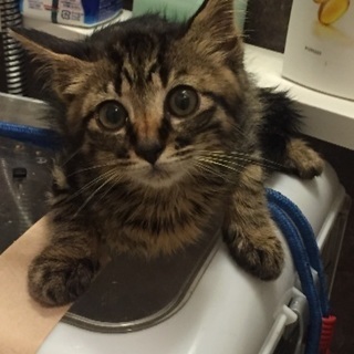 猫の餌になりうる食品を下さい(^ー^* )