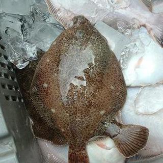 【ここでしか学べない】魚のさばき方教室（タコ・カレイ編）【一生モノのスキル】の画像