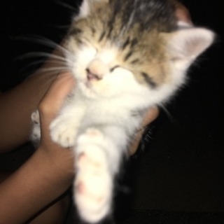 大至急！子猫もらって下さい！ - 田原市