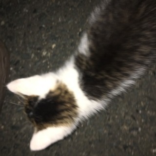 大至急！子猫もらって下さい！ - 猫