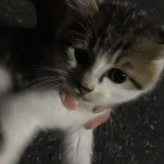 大至急！子猫もらって下さい！ − 愛知県