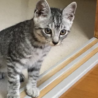 子猫の里親募集！大切に飼っていただける方、お願いします。