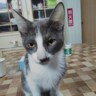 人間大好き！膝乗り、肩乗りチョビ丸