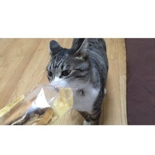 この子を可愛がって下さる、飼い主に出会えますように。 - 猫