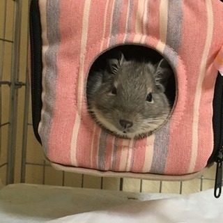 デグーやチンチラとか飼っておられる方
