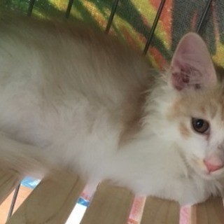 里親さま決定♡3か月の甘えんぼこねこ☆シフォン