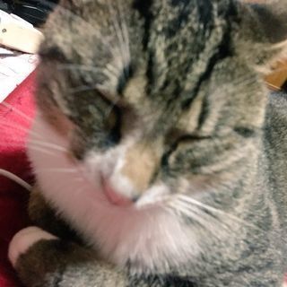 二歳の甘えん坊トラ猫の男の子