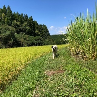 【園芸同好会】土いじり好きな方募集します