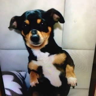 里親さん急募です - 犬