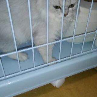 ペルシャ猫