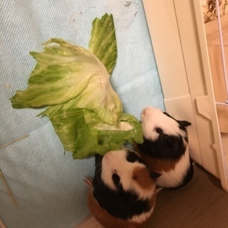 家庭の事情により。