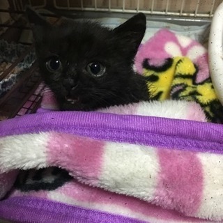 黒くろにゃんにゃん！