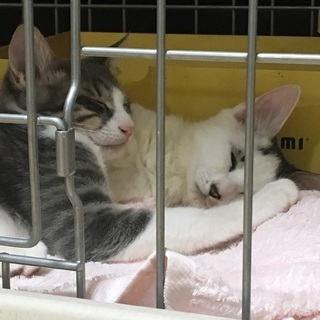 4ヶ月の元気な兄弟仔猫♂2匹