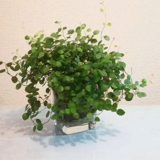 観葉植物が好きな方！