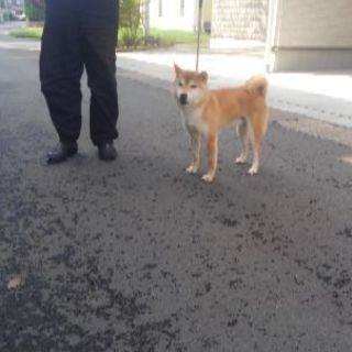 柴犬
