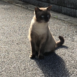 地域猫活動を一緒に考えてみませんか