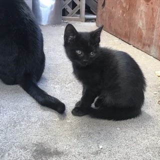 子猫の里親募集してます！！