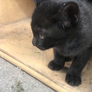 子猫の里親募集してます！！ − 北海道