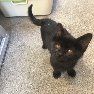 子猫の里親募集してます！！ - 網走市