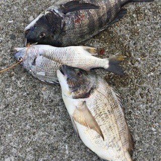 釣り仲間募集